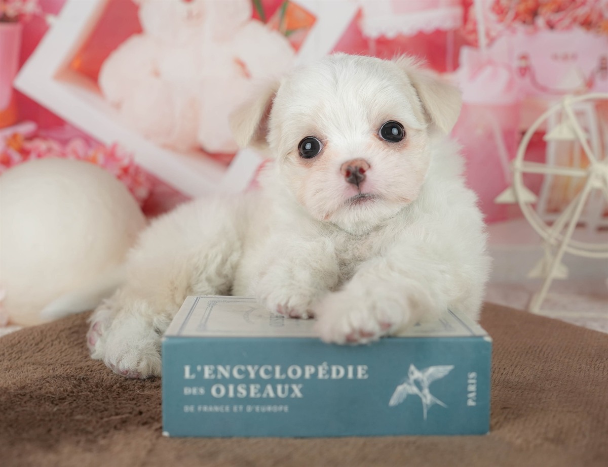 チワマル | 女の子 | ホワイト | 2026年2月6日