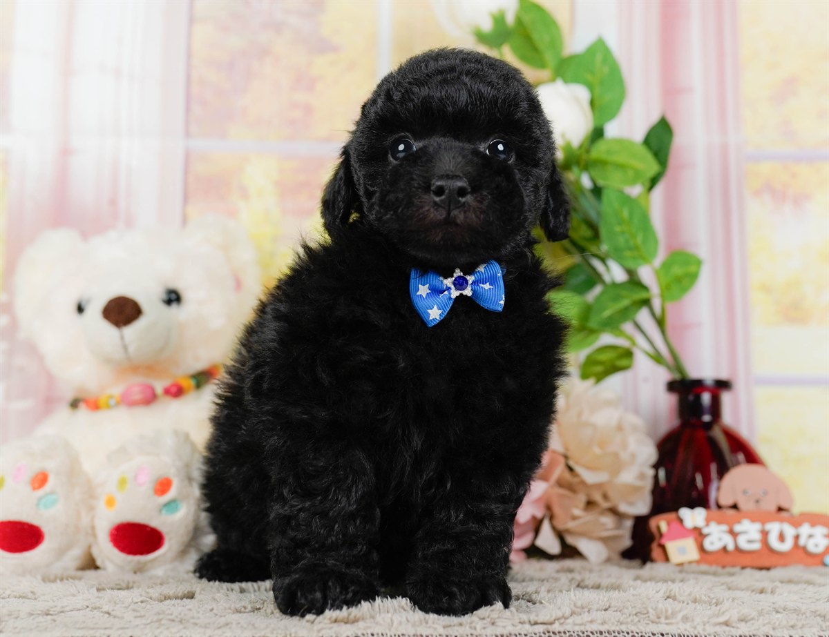 トイ・プードル | 男の子 | ブラック | 2026年2月7日