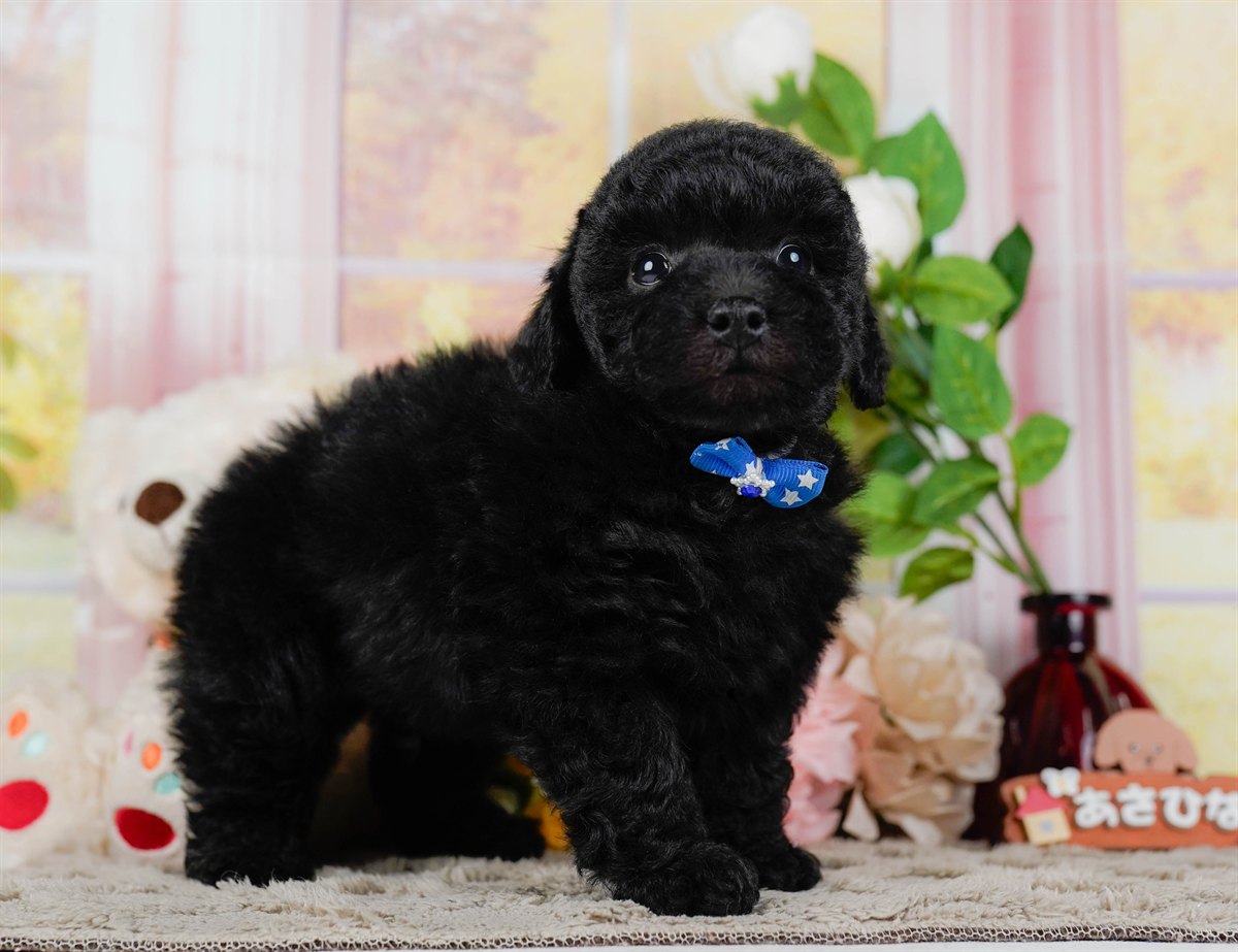 トイ・プードル | 男の子 | ブラック | 2026年2月7日
