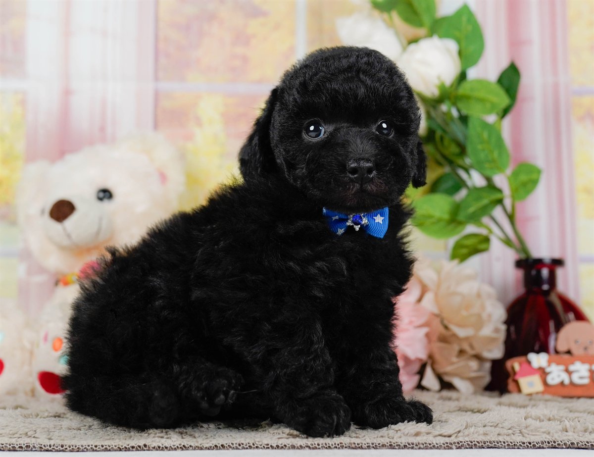 トイ・プードル | 男の子 | ブラック | 2026年2月7日
