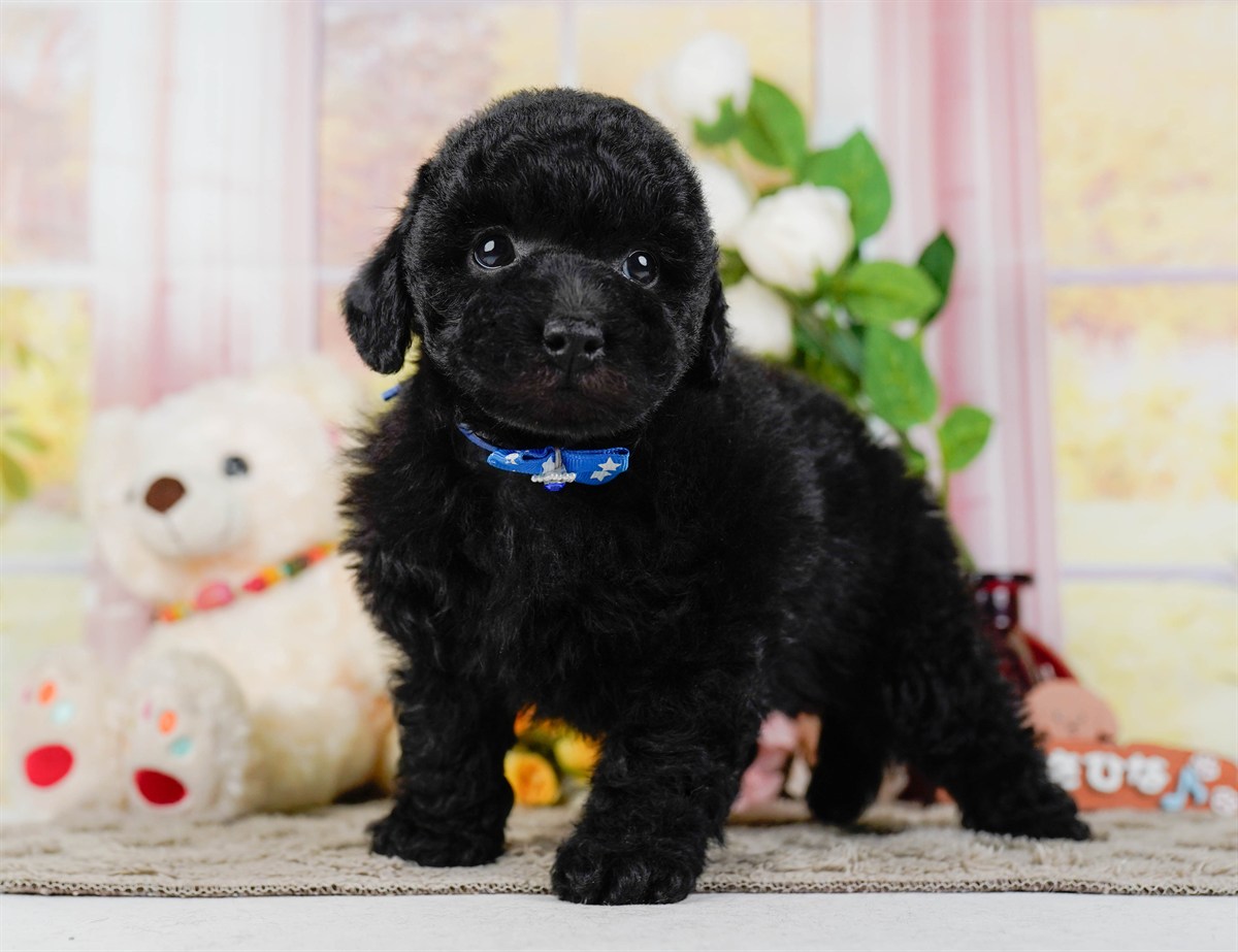 トイ・プードル | 男の子 | ブラック | 2026年2月7日