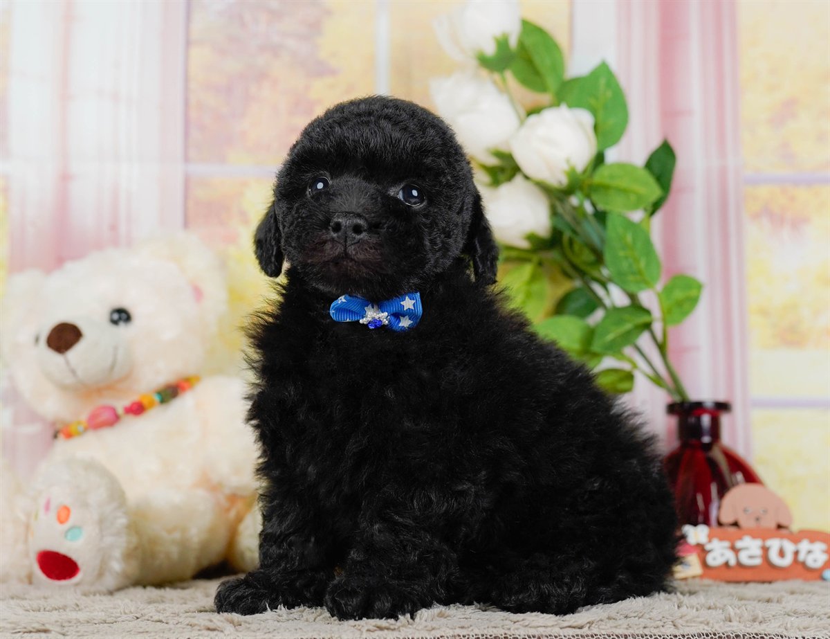 トイ・プードル | 男の子 | ブラック | 2026年2月7日