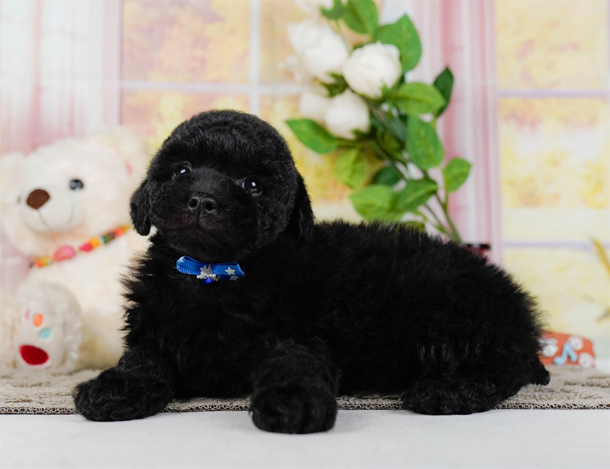 トイ・プードル | 男の子 | ブラック | 2026年2月7日