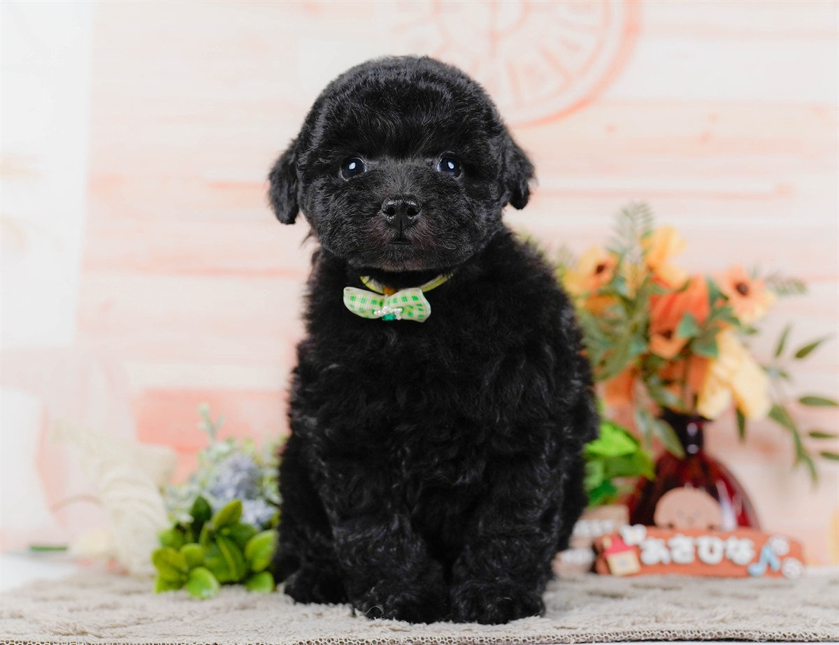 トイ・プードル | 男の子 | ブラック | 2026年2月7日
