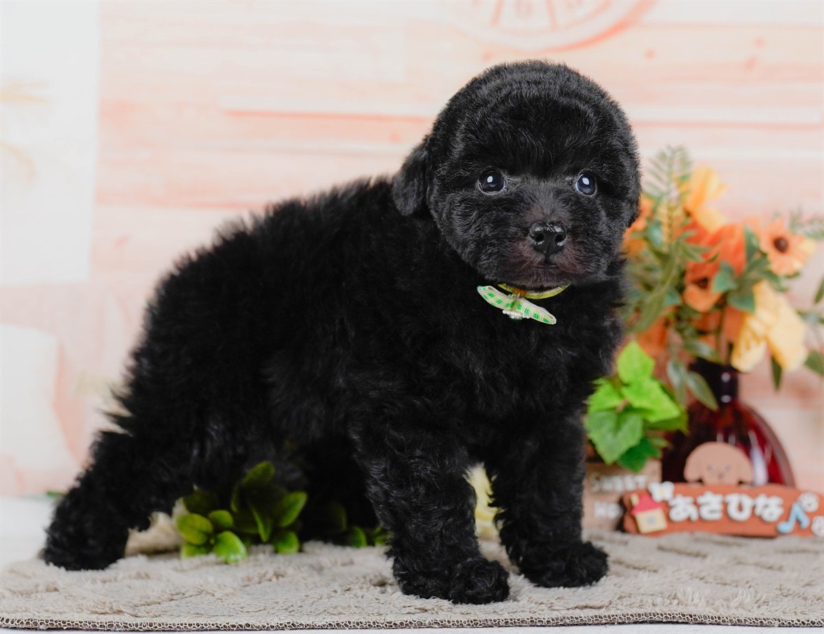 トイ・プードル | 男の子 | ブラック | 2026年2月7日