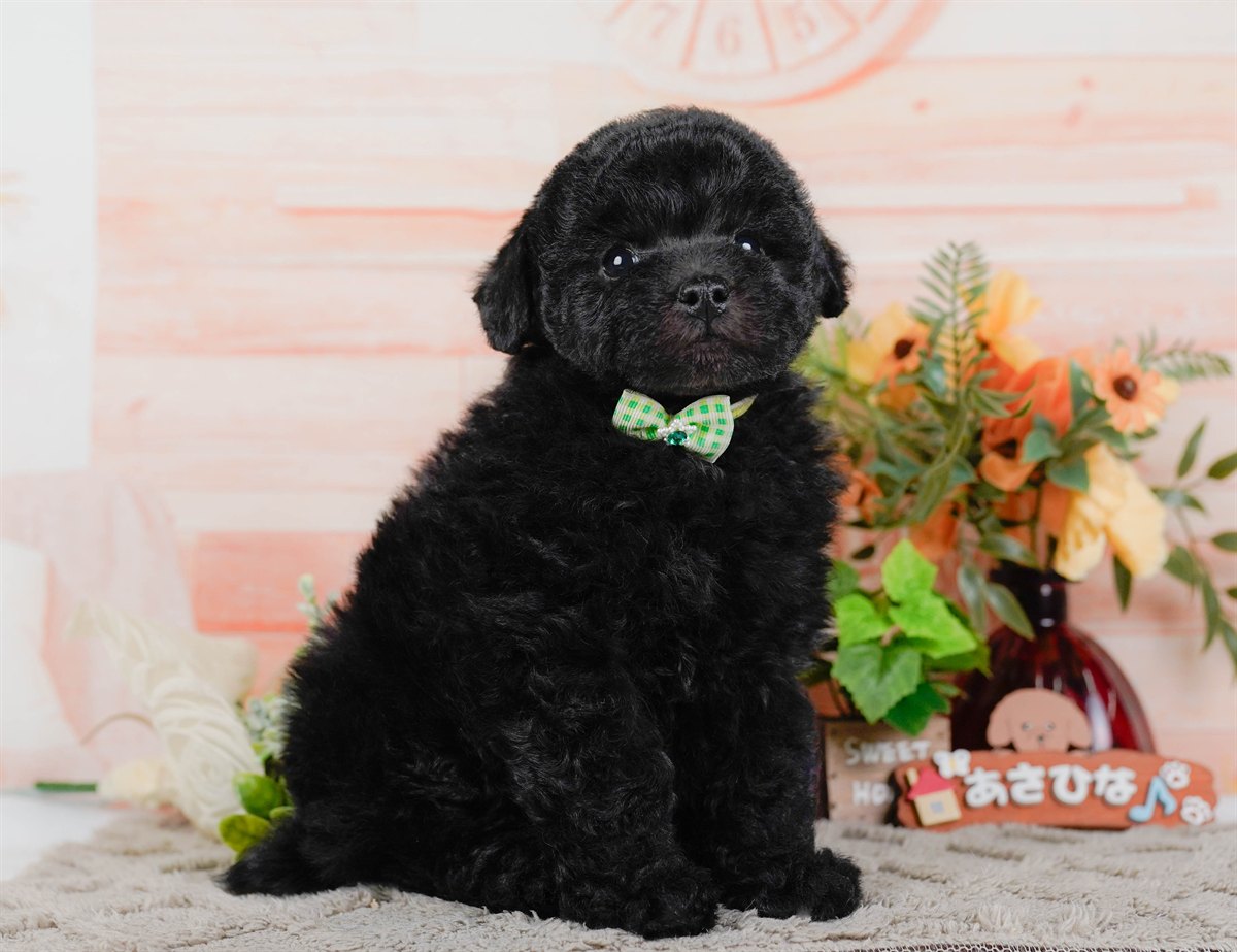 トイ・プードル | 男の子 | ブラック | 2026年2月7日