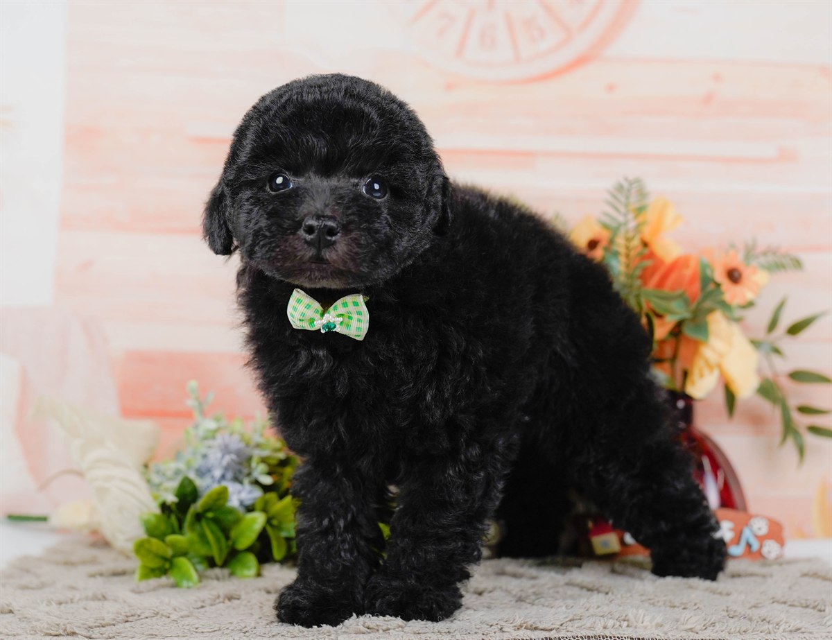 トイ・プードル | 男の子 | ブラック | 2026年2月7日