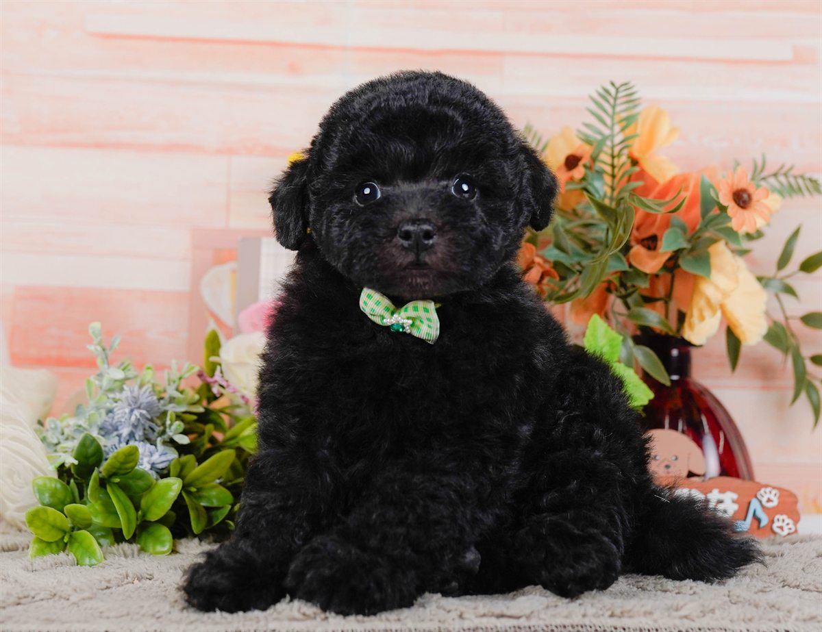 トイ・プードル | 男の子 | ブラック | 2026年2月7日
