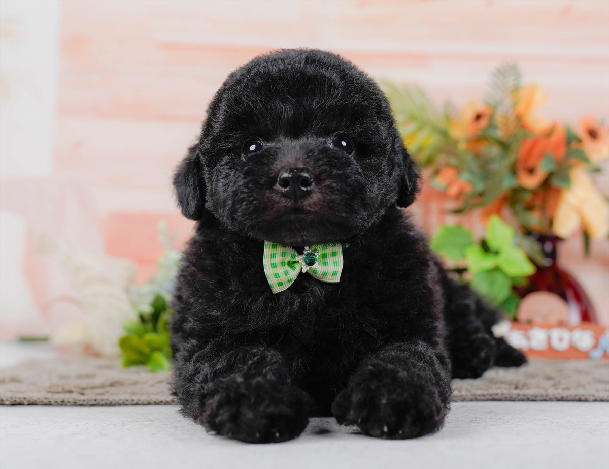 トイ・プードル | 男の子 | ブラック | 2026年2月7日