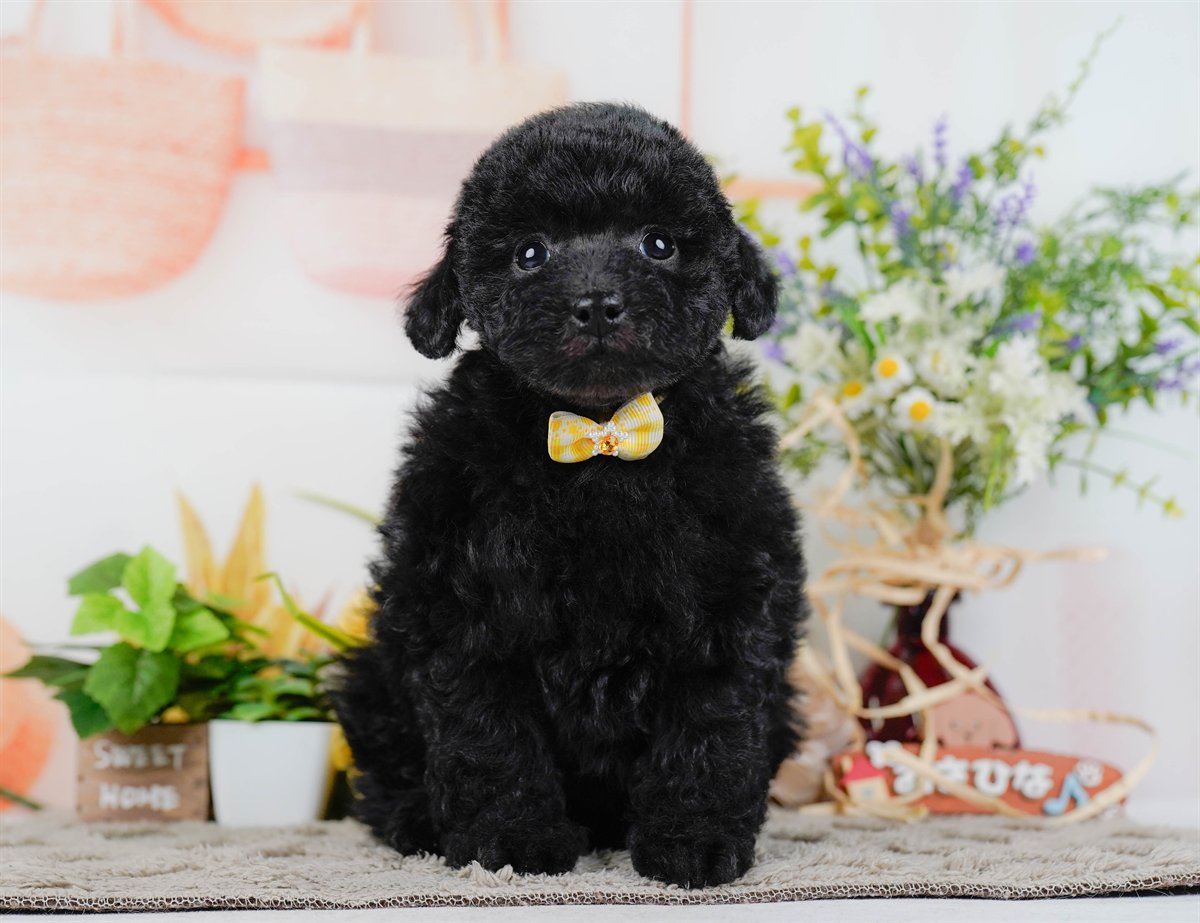 トイ・プードル | 女の子 | ブラック | 2026年2月7日