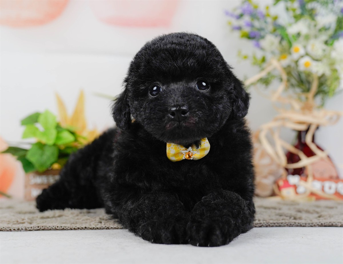 トイ・プードル | 女の子 | ブラック | 2026年2月7日