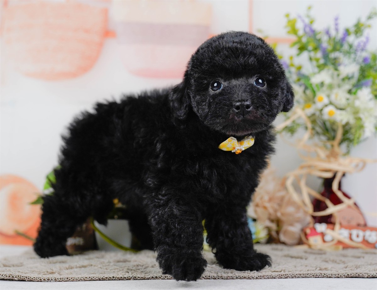 トイ・プードル | 女の子 | ブラック | 2026年2月7日