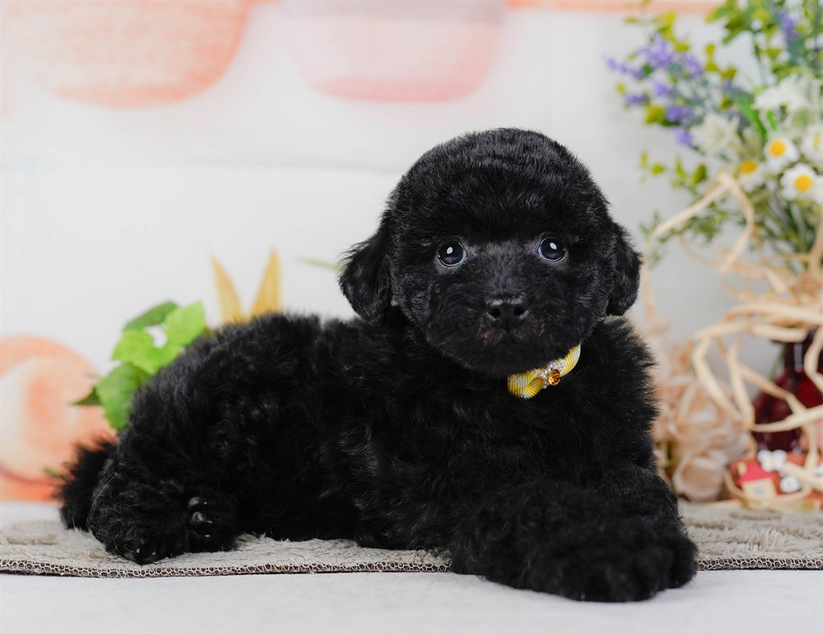 トイ・プードル | 女の子 | ブラック | 2026年2月7日