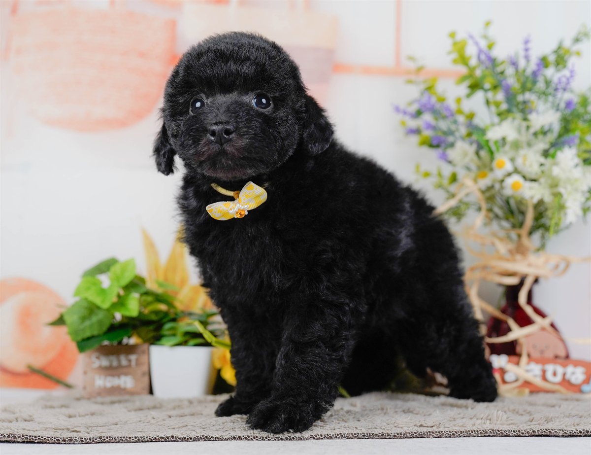 トイ・プードル | 女の子 | ブラック | 2026年2月7日