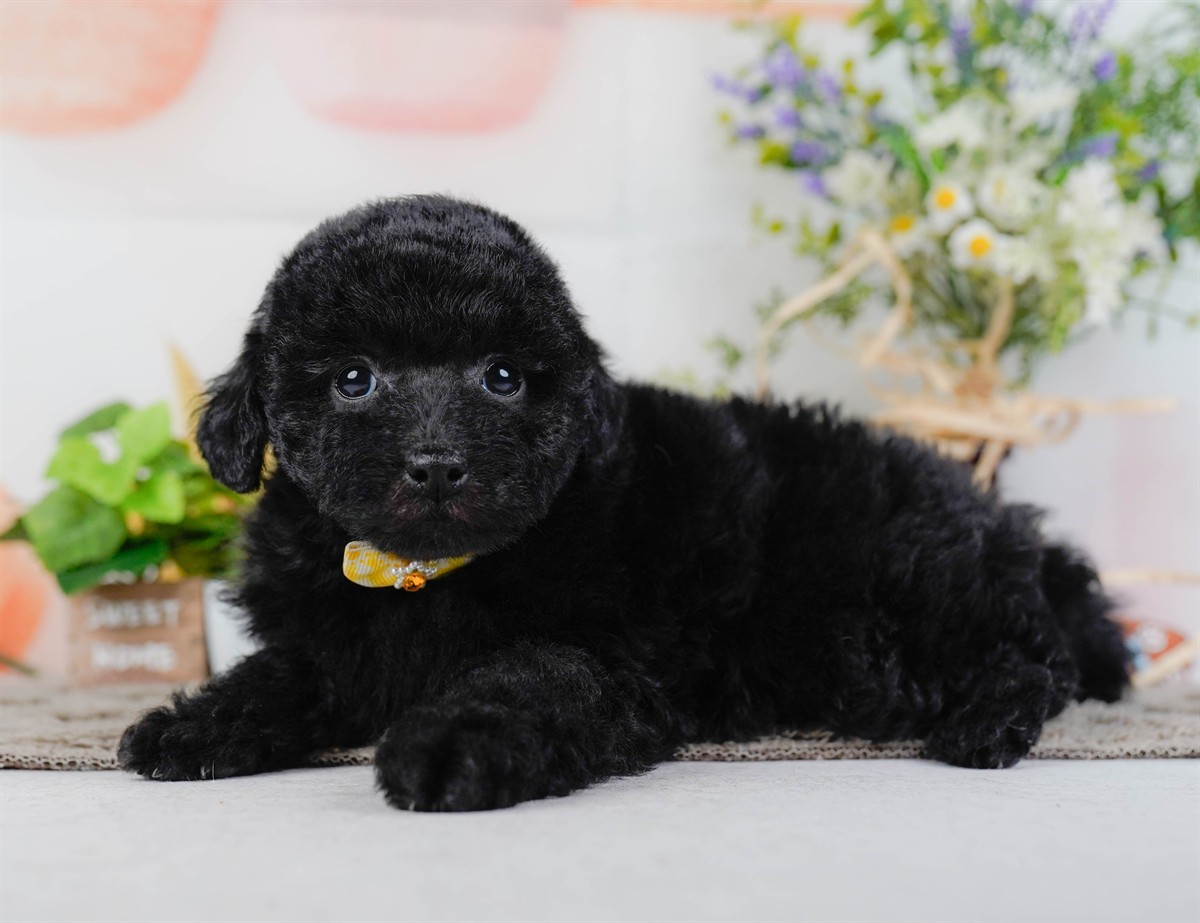 トイ・プードル | 女の子 | ブラック | 2026年2月7日