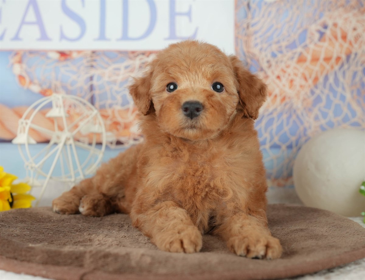 トイ・プードル | 女の子 | レッド | 2026年2月7日