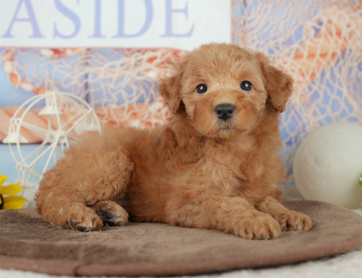 トイ・プードル | 女の子 | レッド | 2026年2月7日