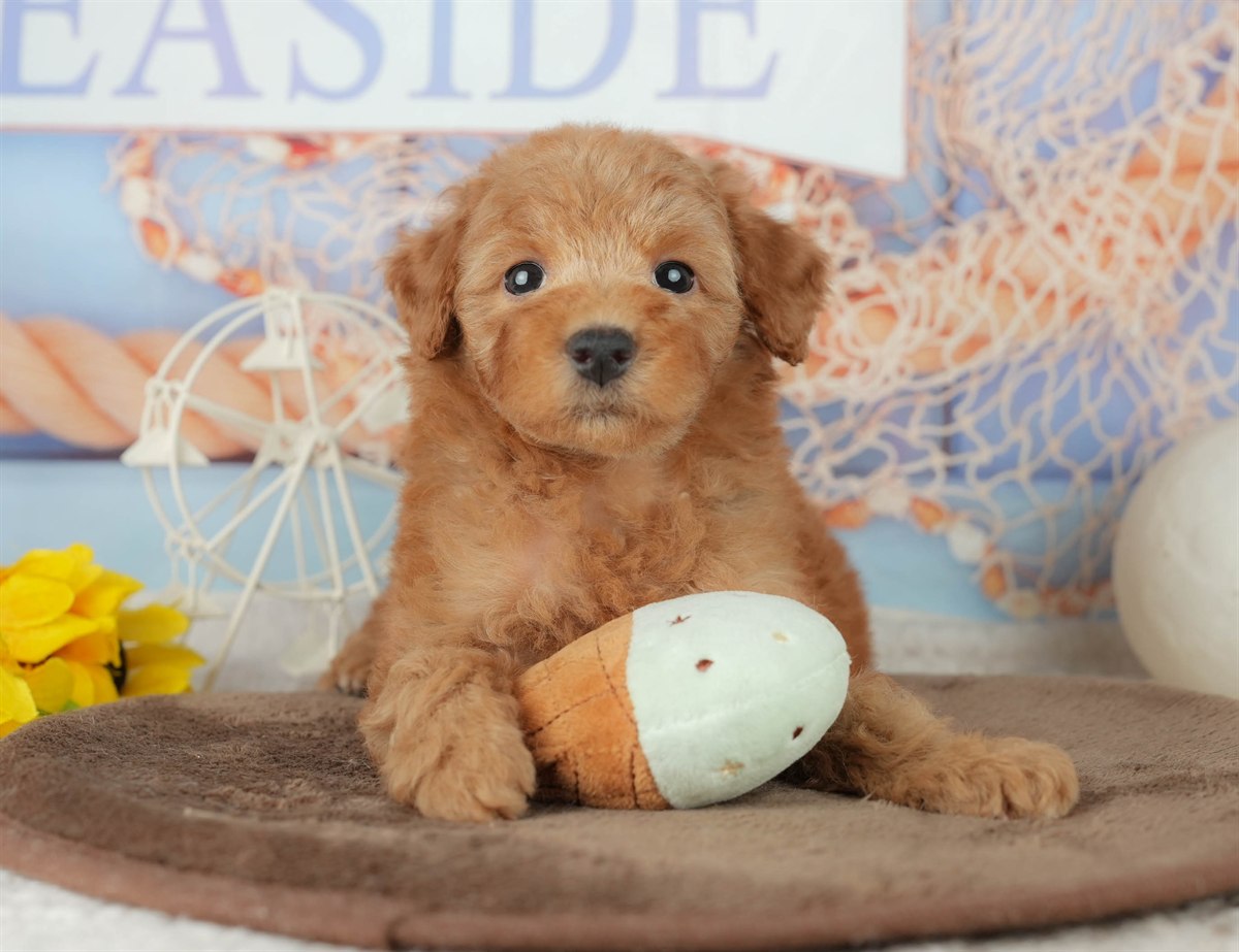 トイ・プードル | 女の子 | レッド | 2026年2月7日