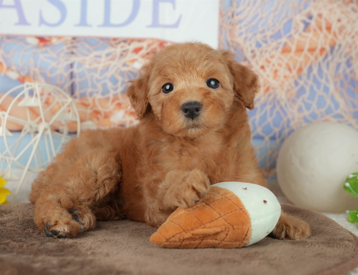 トイ・プードル | 女の子 | レッド | 2026年2月7日