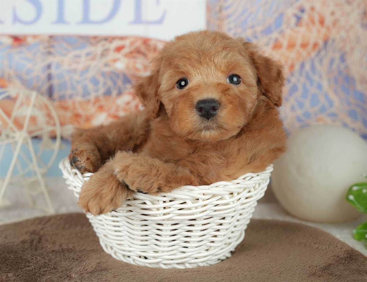 トイ・プードル | 女の子 | レッド | 2026年2月7日