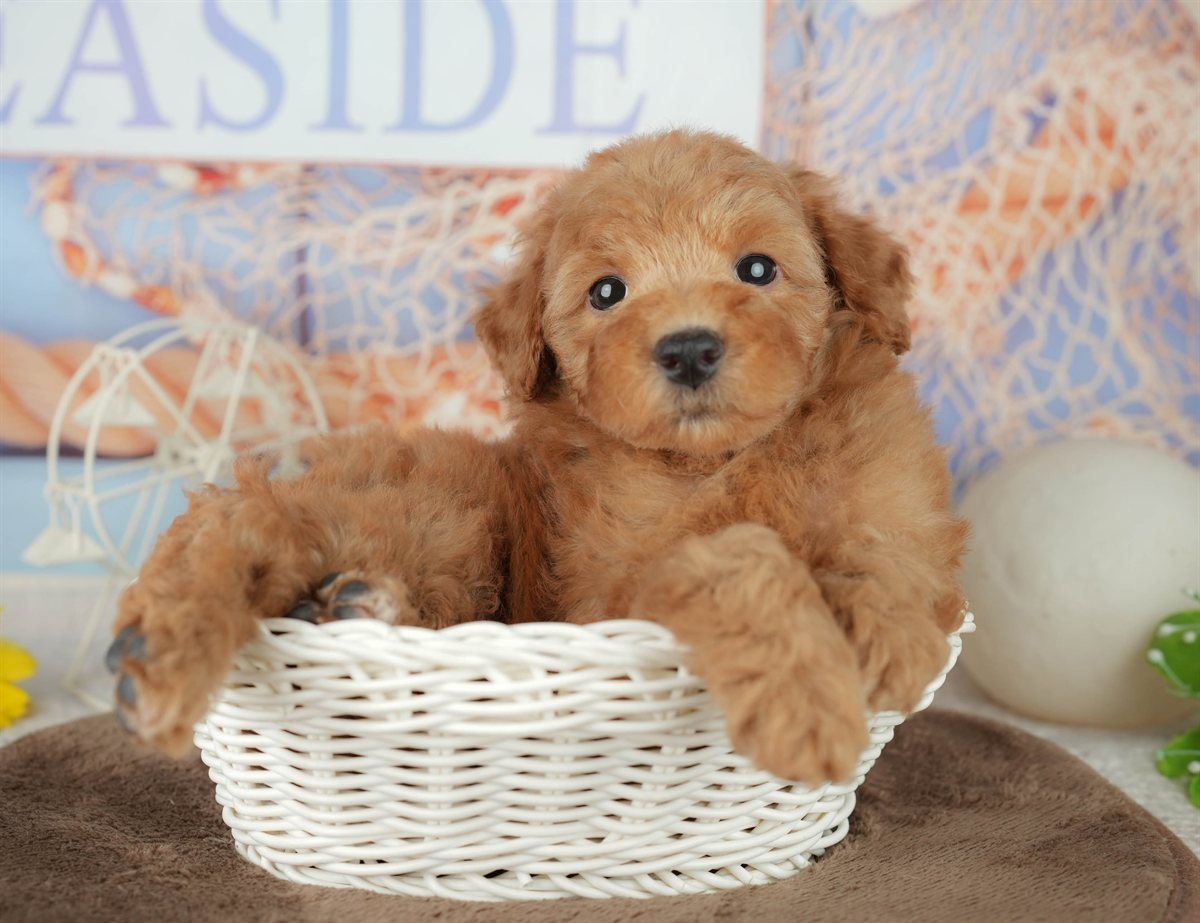 トイ・プードル | 女の子 | レッド | 2026年2月7日