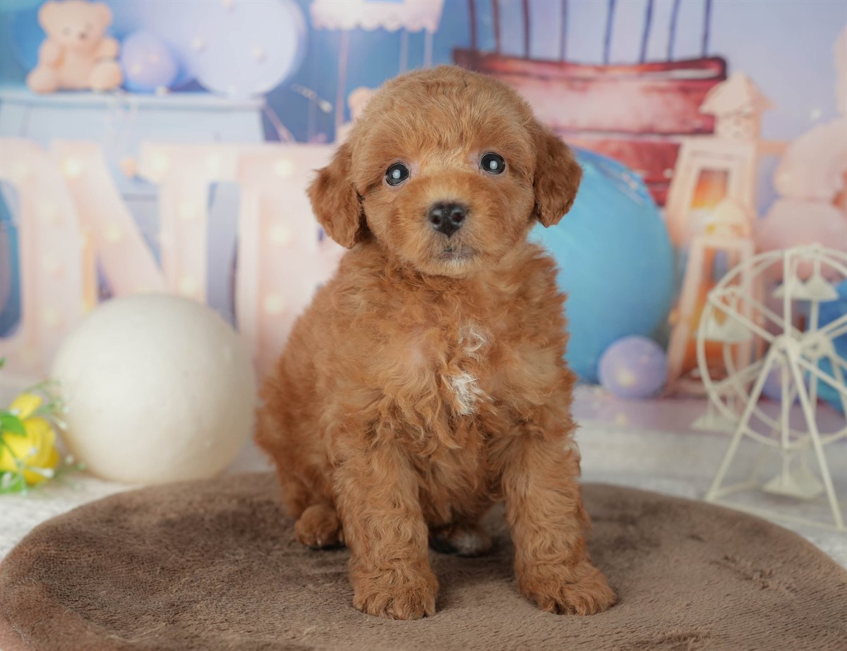 トイ・プードル | 男の子 | レッド | 2026年2月7日