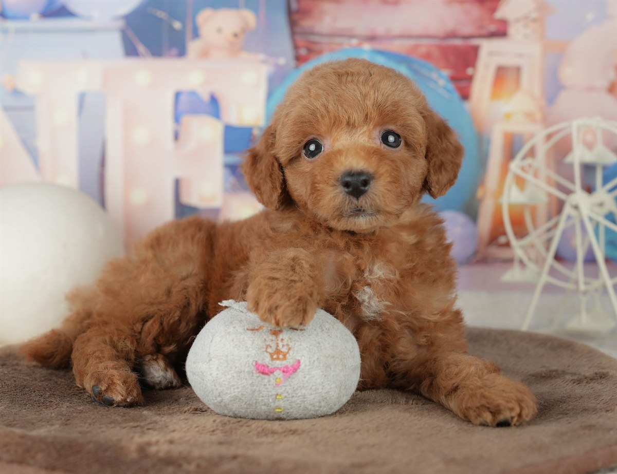 トイ・プードル | 男の子 | レッド | 2026年2月7日