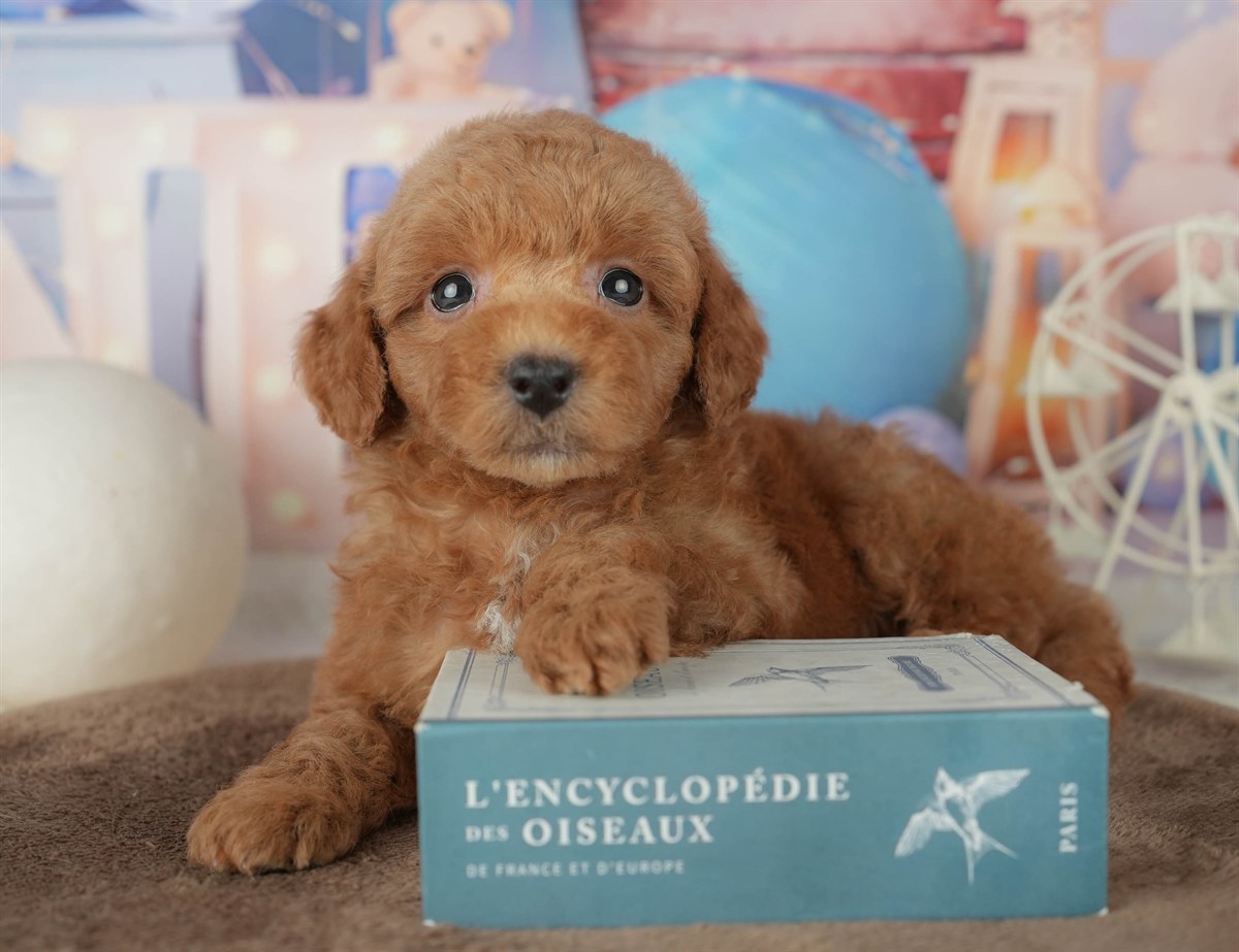 トイ・プードル | 男の子 | レッド | 2026年2月7日