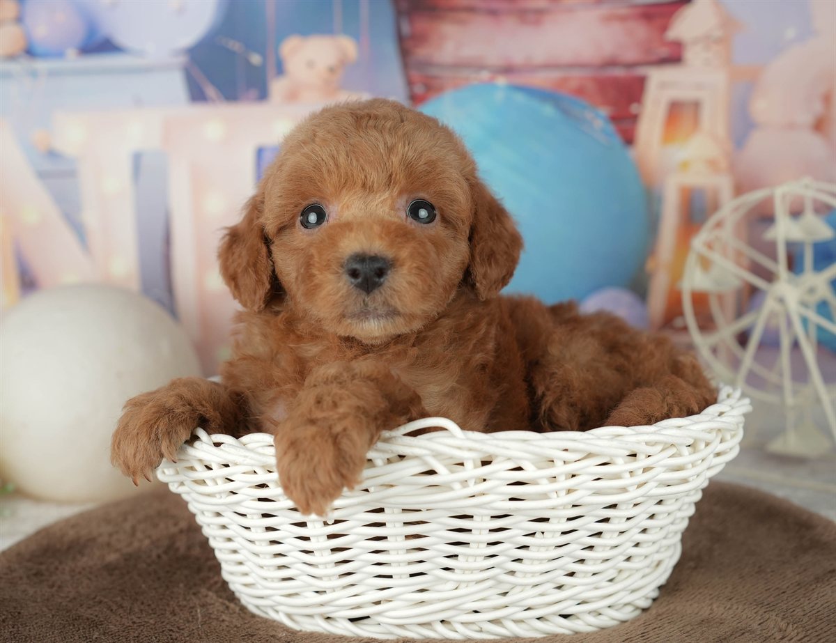 トイ・プードル | 男の子 | レッド | 2026年2月7日