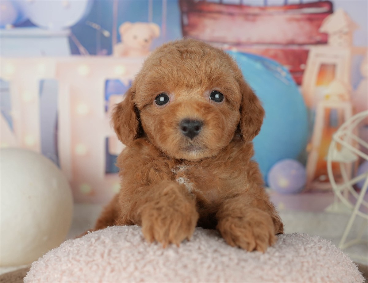 トイ・プードル | 男の子 | レッド | 2026年2月7日