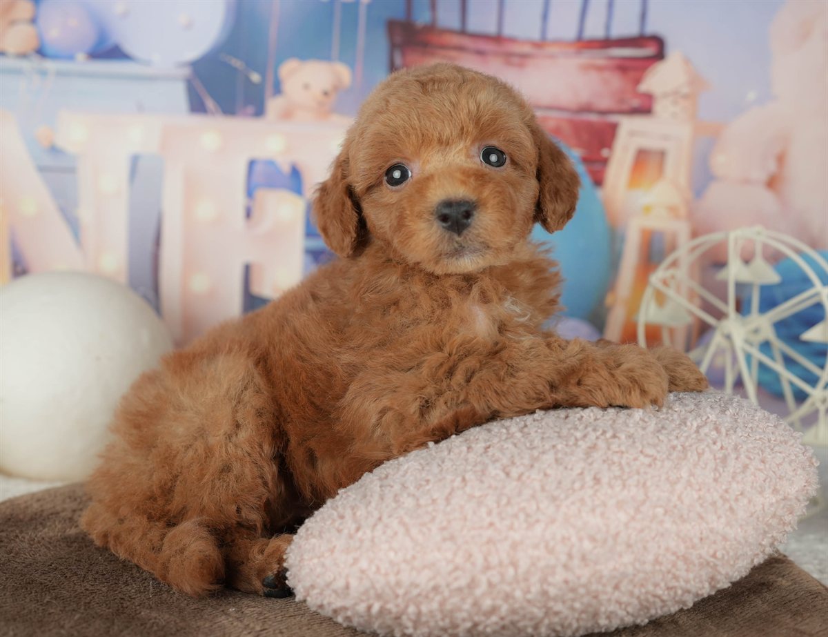 トイ・プードル | 男の子 | レッド | 2026年2月7日