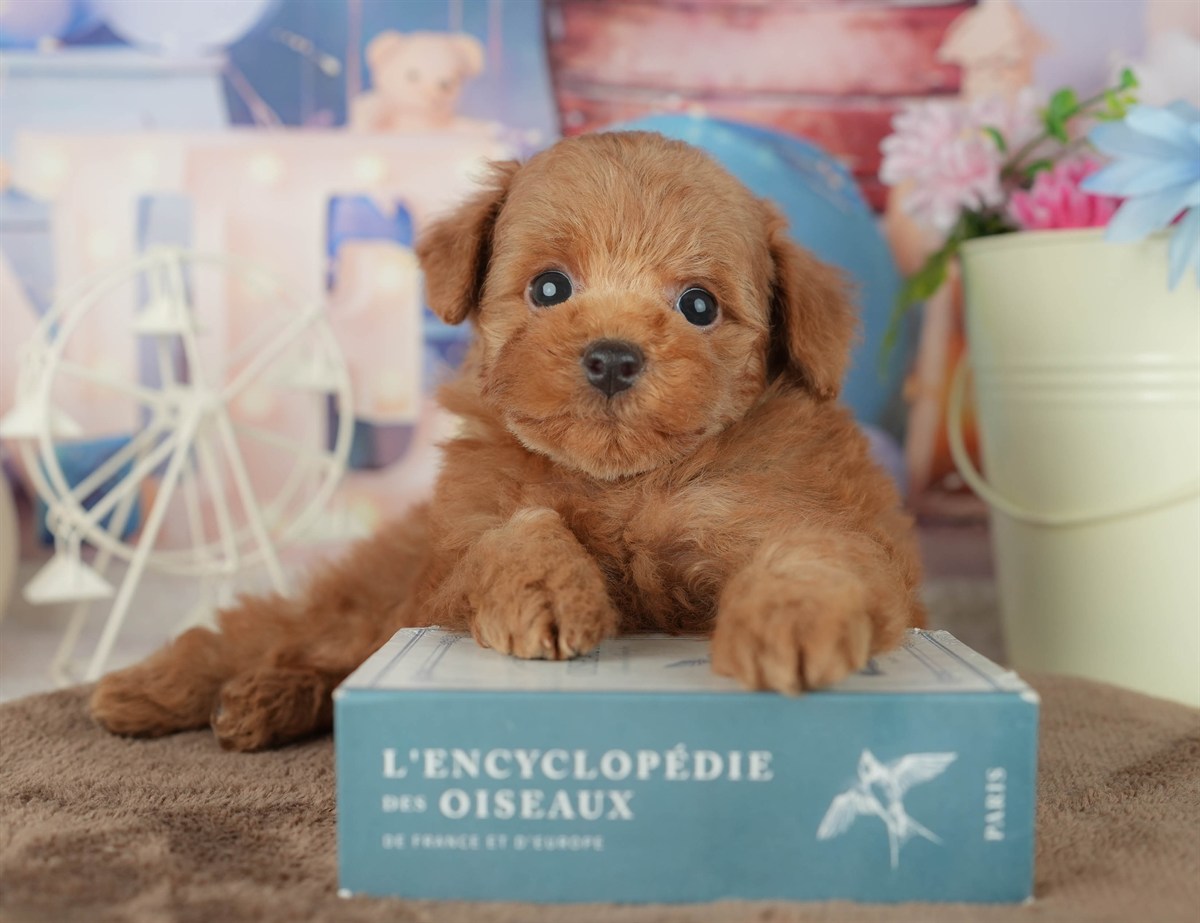 トイ・プードル | 男の子 | レッド | 2026年2月7日