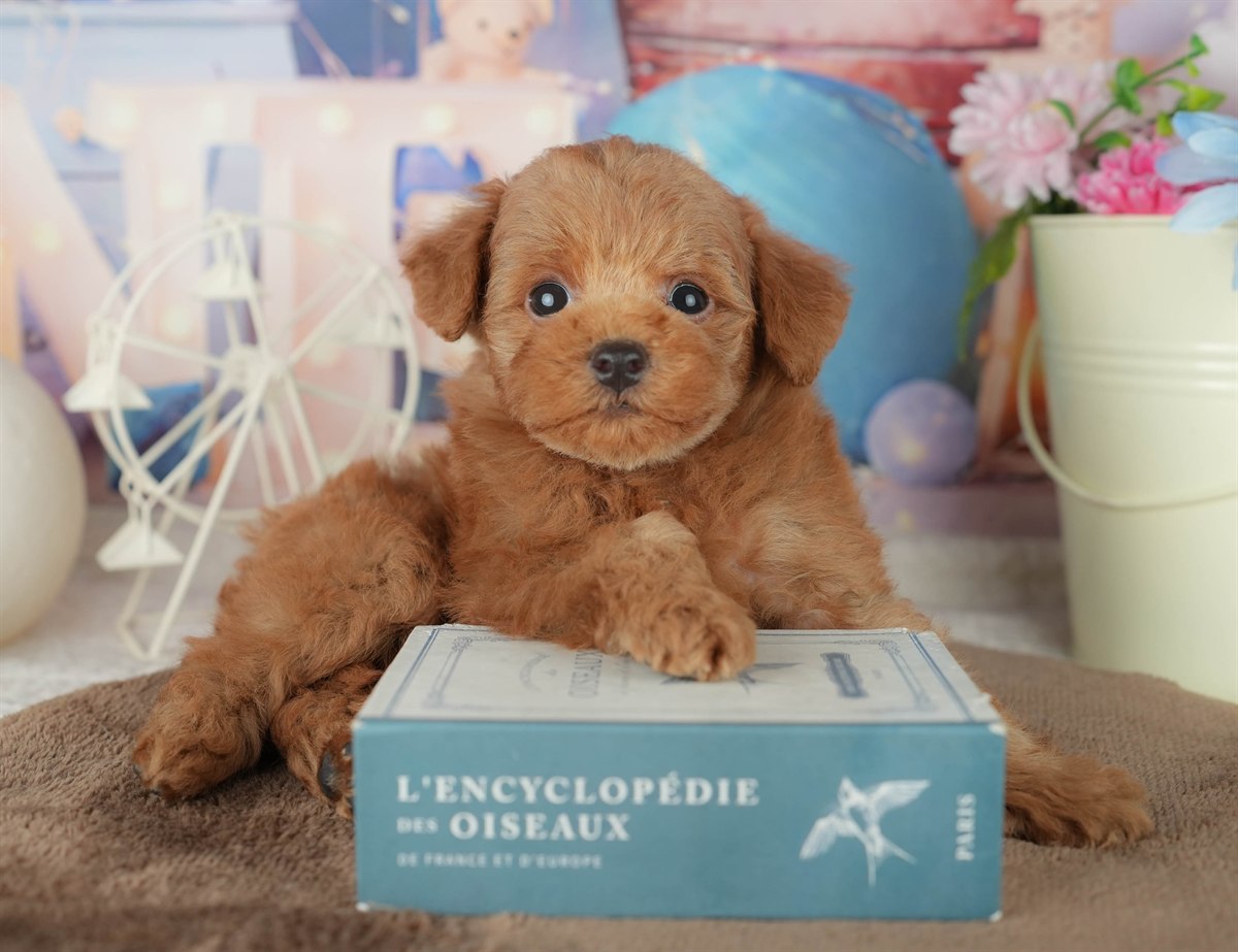 トイ・プードル | 男の子 | レッド | 2026年2月7日