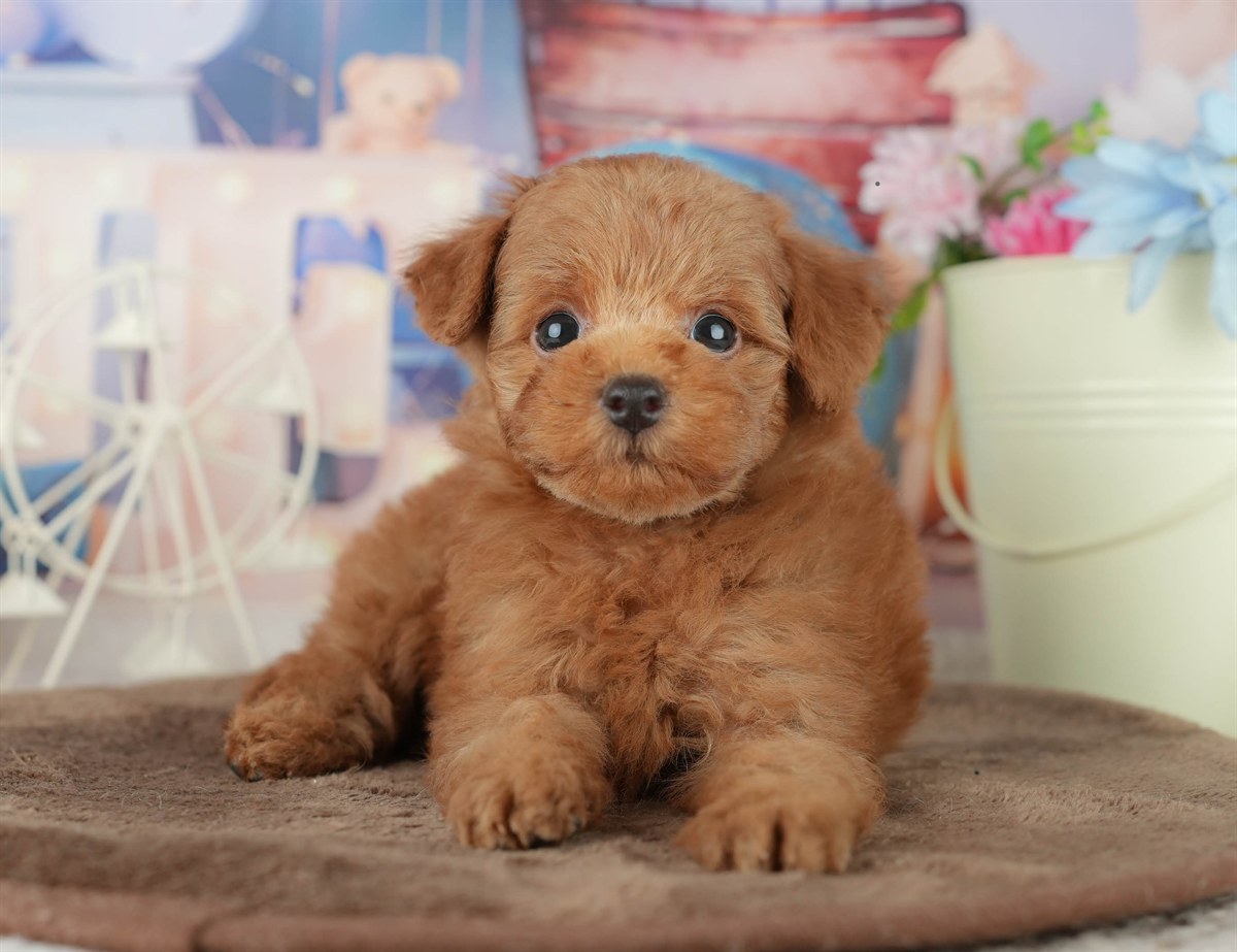 トイ・プードル | 男の子 | レッド | 2026年2月7日