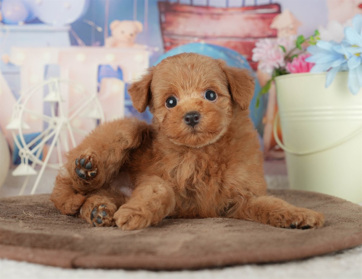 トイ・プードル | 男の子 | レッド | 2026年2月7日