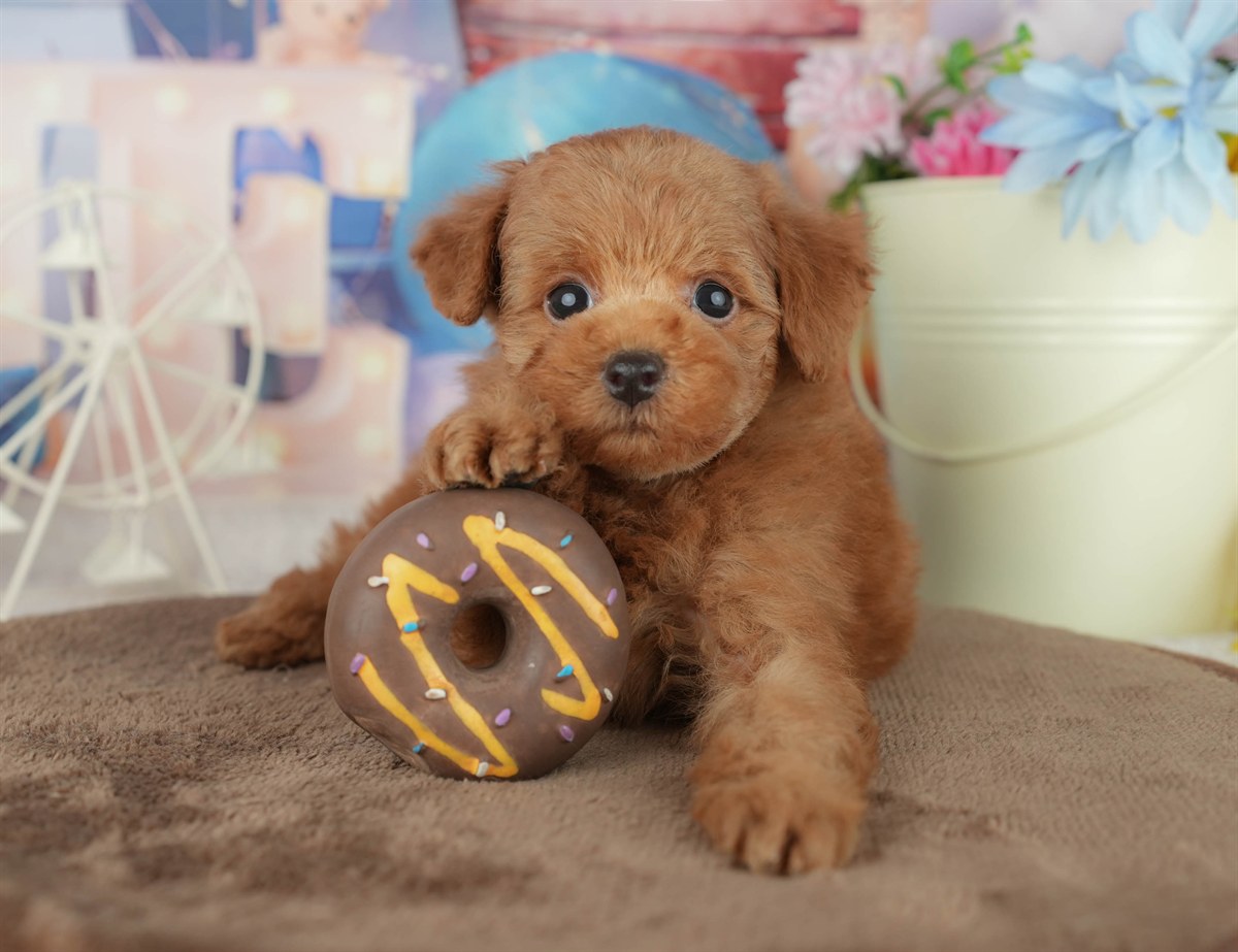 トイ・プードル | 男の子 | レッド | 2026年2月7日