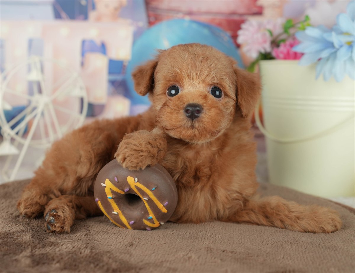 トイ・プードル | 男の子 | レッド | 2026年2月7日