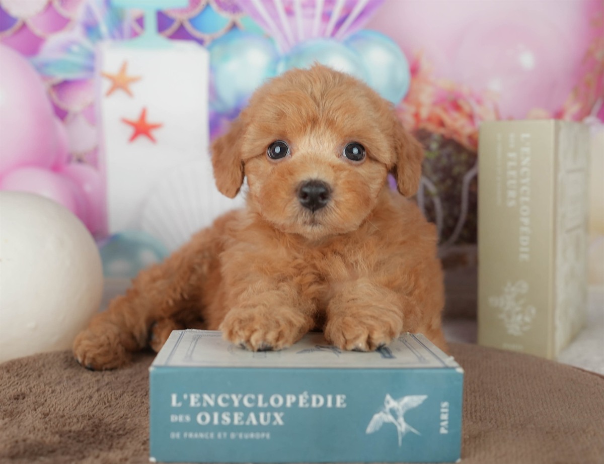 トイ・プードル | 女の子 | レッド | 2026年2月7日