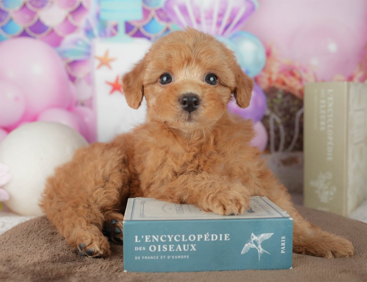 トイ・プードル | 女の子 | レッド | 2026年2月7日