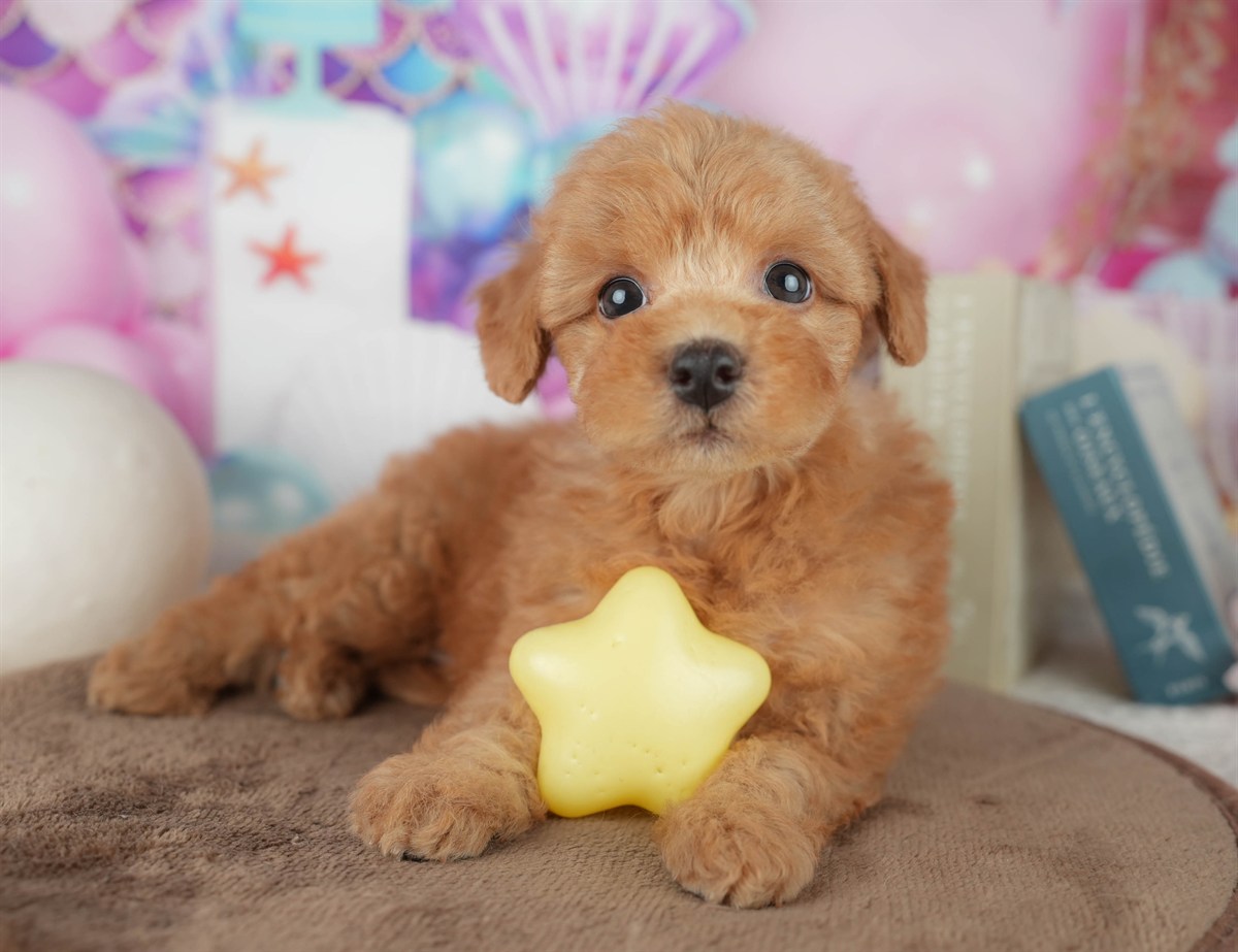 トイ・プードル | 女の子 | レッド | 2026年2月7日