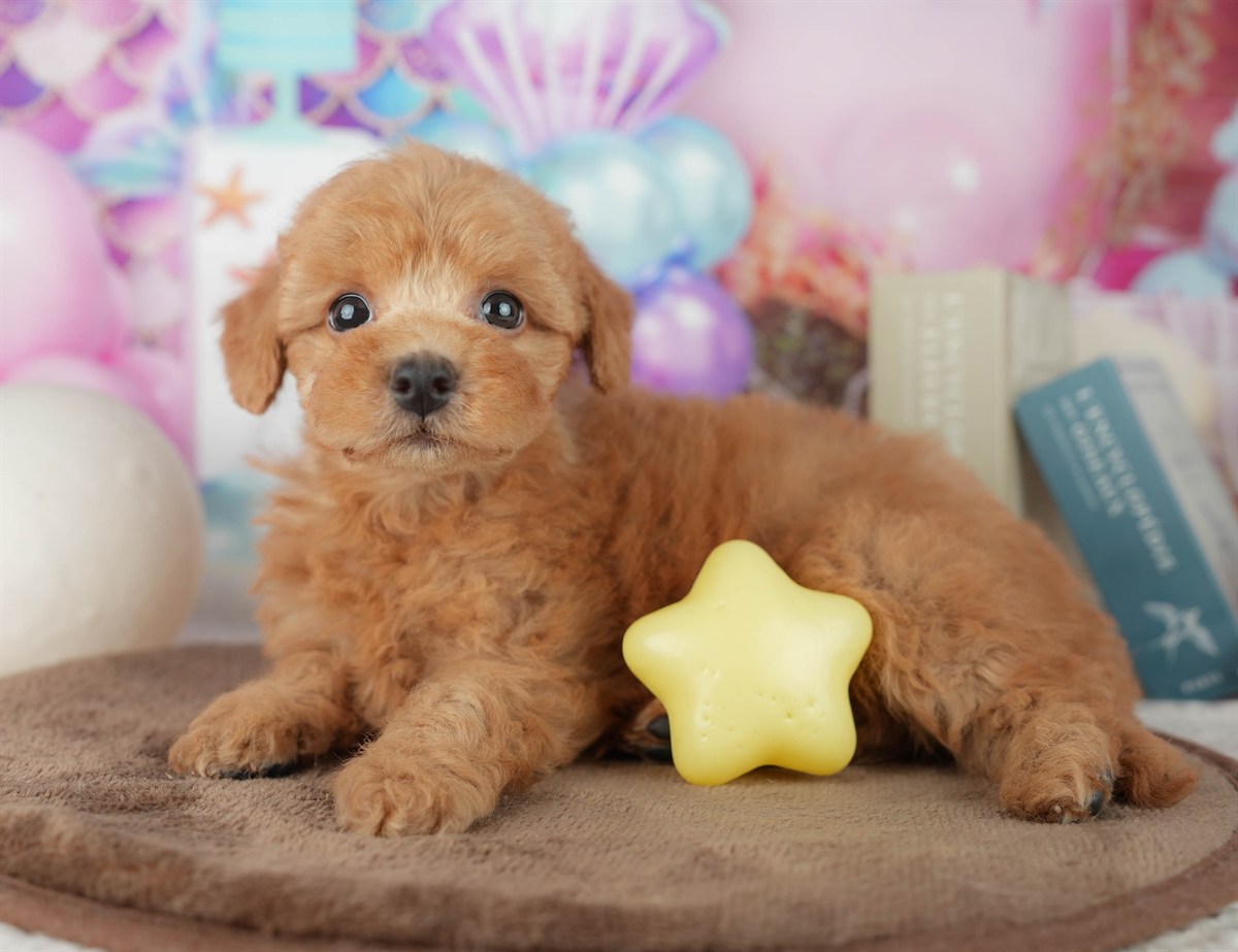 トイ・プードル | 女の子 | レッド | 2026年2月7日