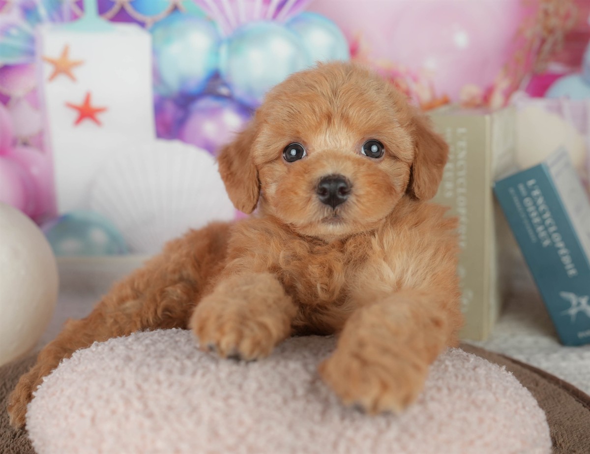 トイ・プードル | 女の子 | レッド | 2026年2月7日