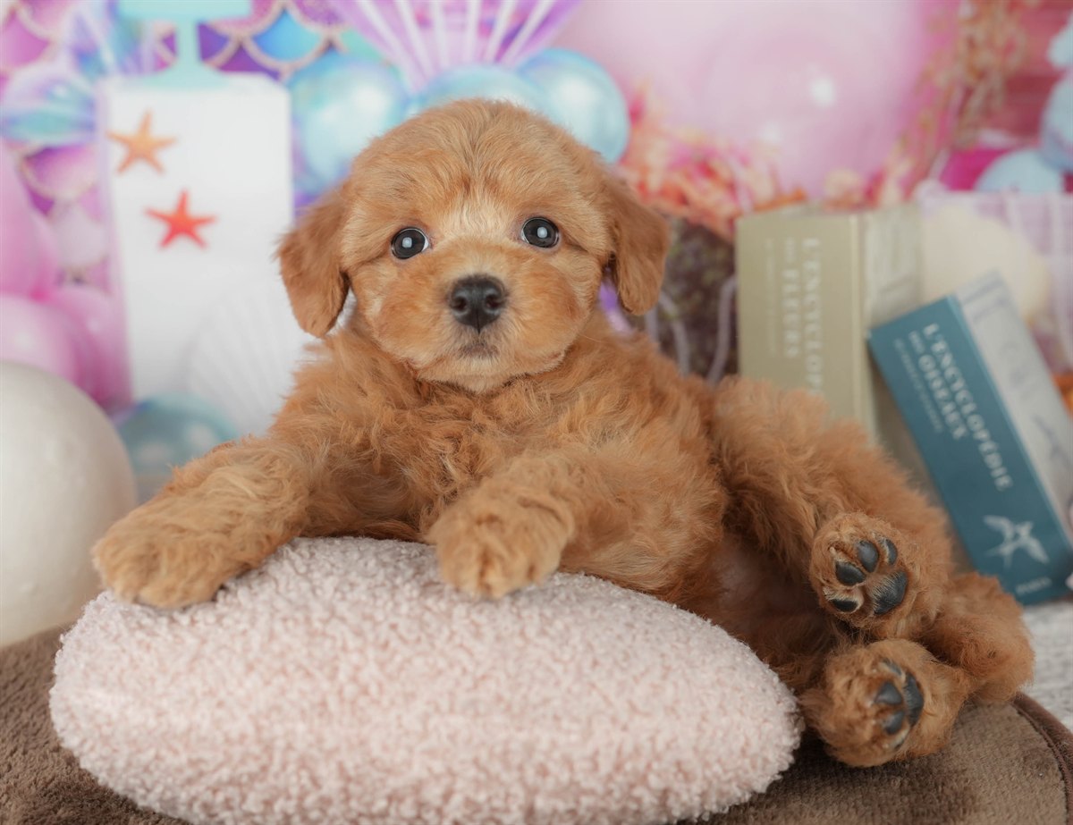 トイ・プードル | 女の子 | レッド | 2026年2月7日