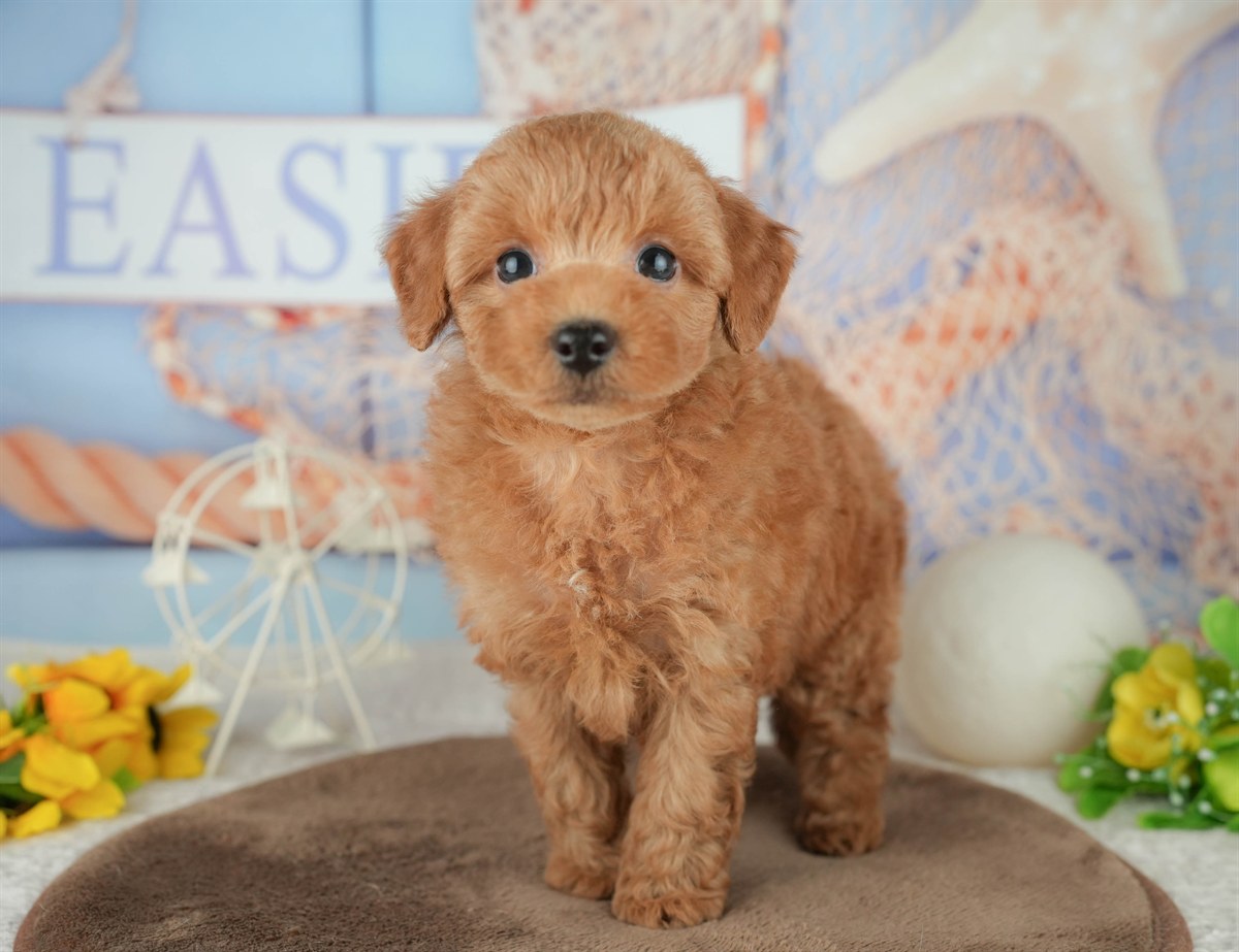 トイ・プードル | 男の子 | レッド | 2026年2月7日