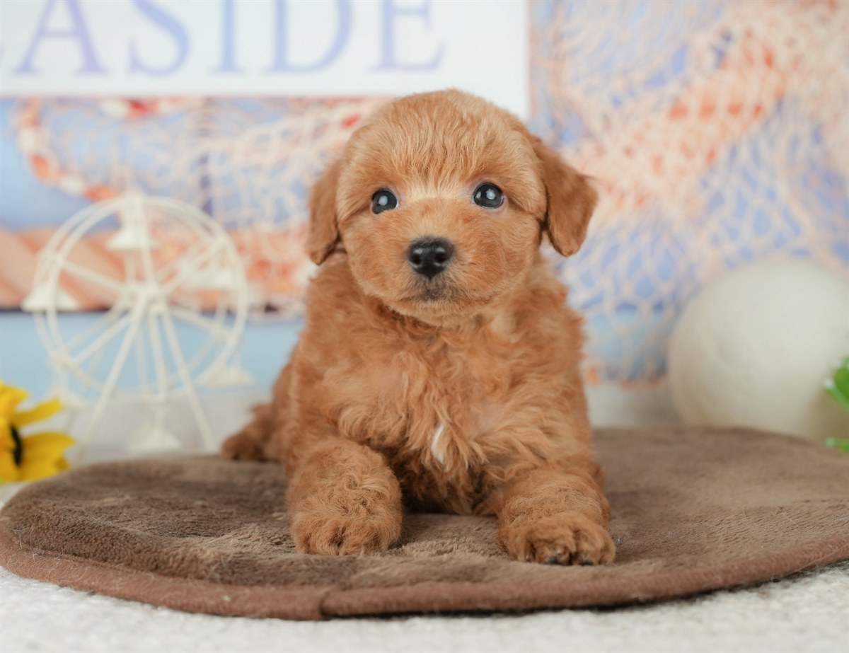 トイ・プードル | 男の子 | レッド | 2026年2月7日