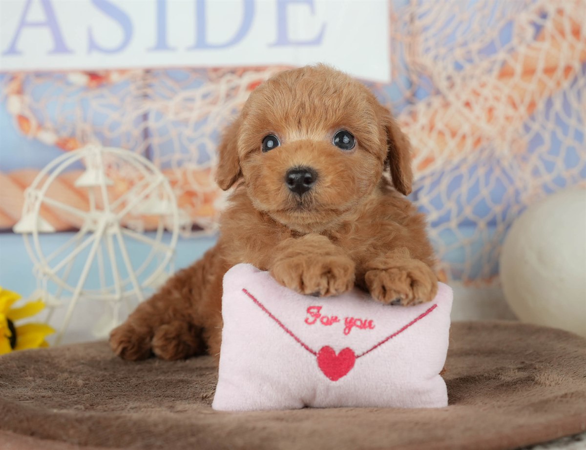 トイ・プードル | 男の子 | レッド | 2026年2月7日