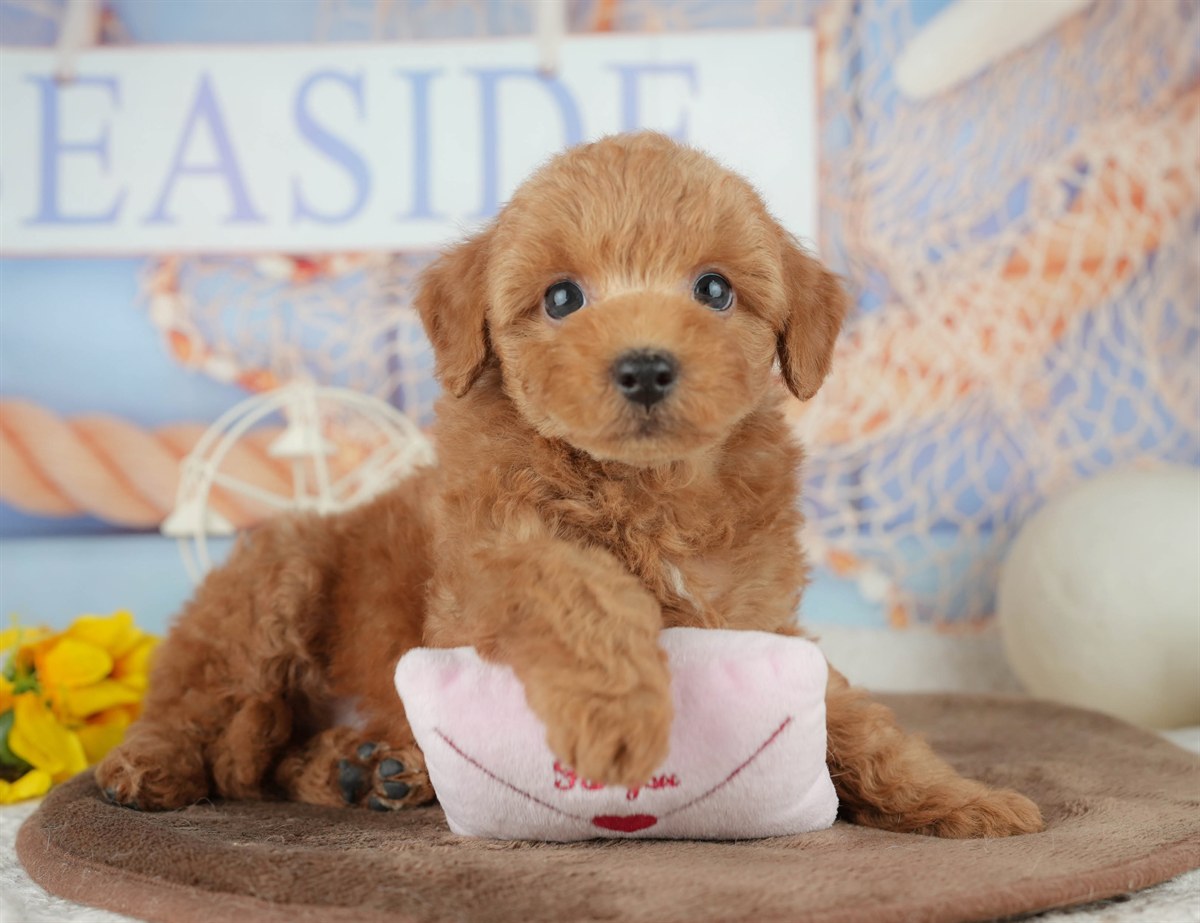 トイ・プードル | 男の子 | レッド | 2026年2月7日