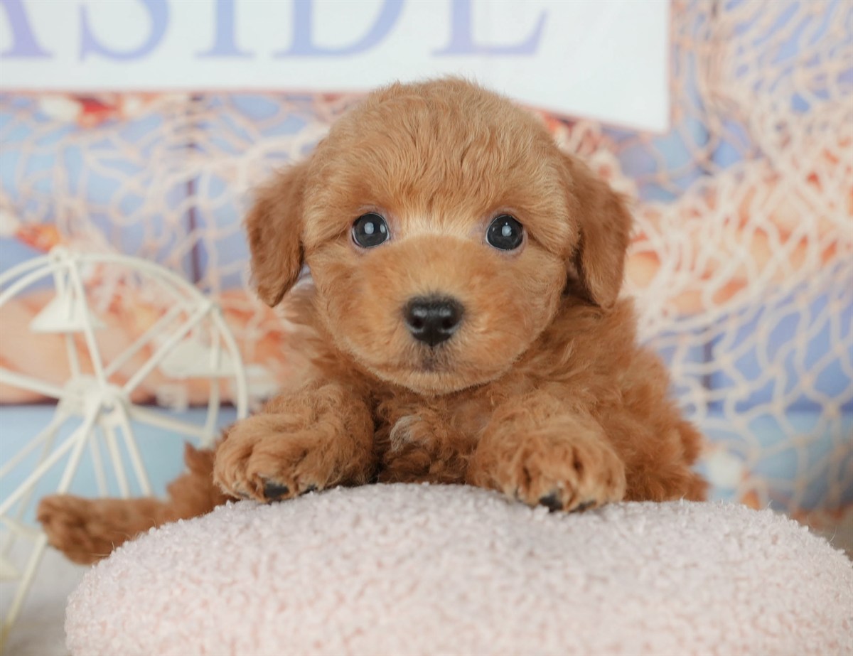 トイ・プードル | 男の子 | レッド | 2026年2月7日