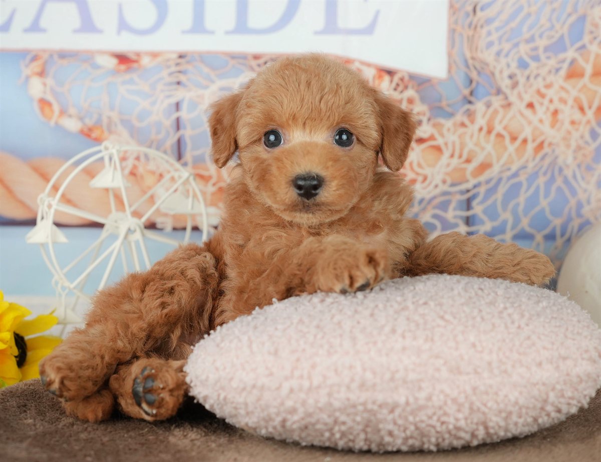 トイ・プードル | 男の子 | レッド | 2026年2月7日