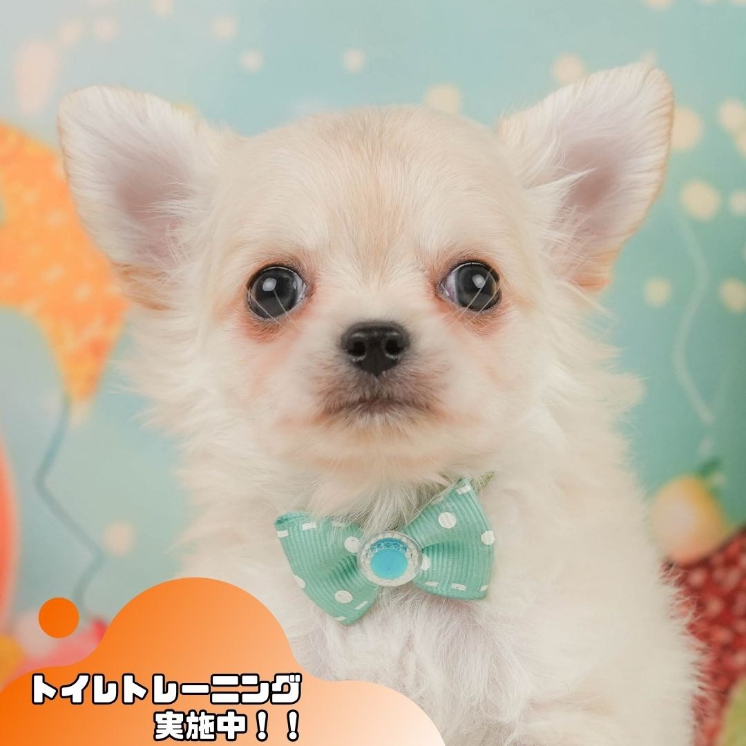 チワワ(ロング) | 男の子 | クリーム | 2026年2月8日